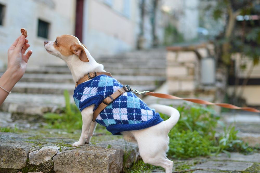 8 Pelajaran Hidup yang Manusia Bisa Pelajari dari Seekor Anjing