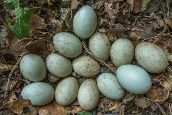 5 Manfaat Telur Bebek untuk Kesehatan, Protein untuk Mata dan Libido
