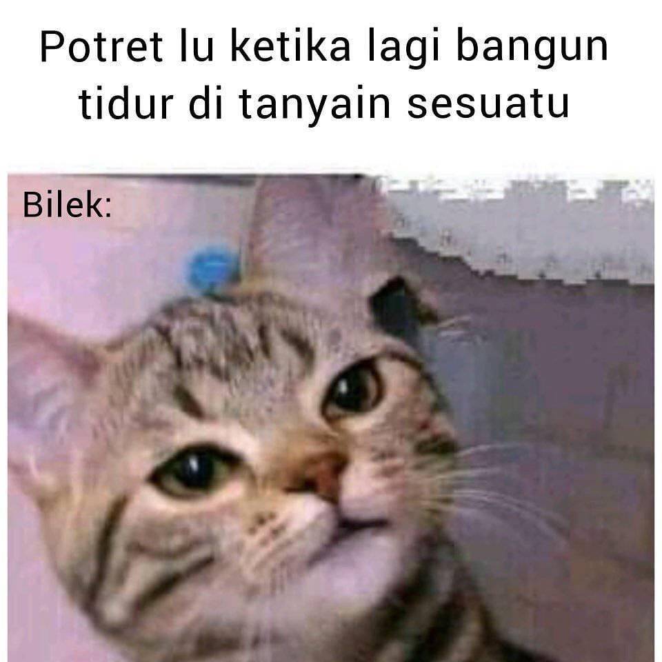 10 Meme Tingkah Kucing Yang Mirip Kelakuan Manusia Kocak