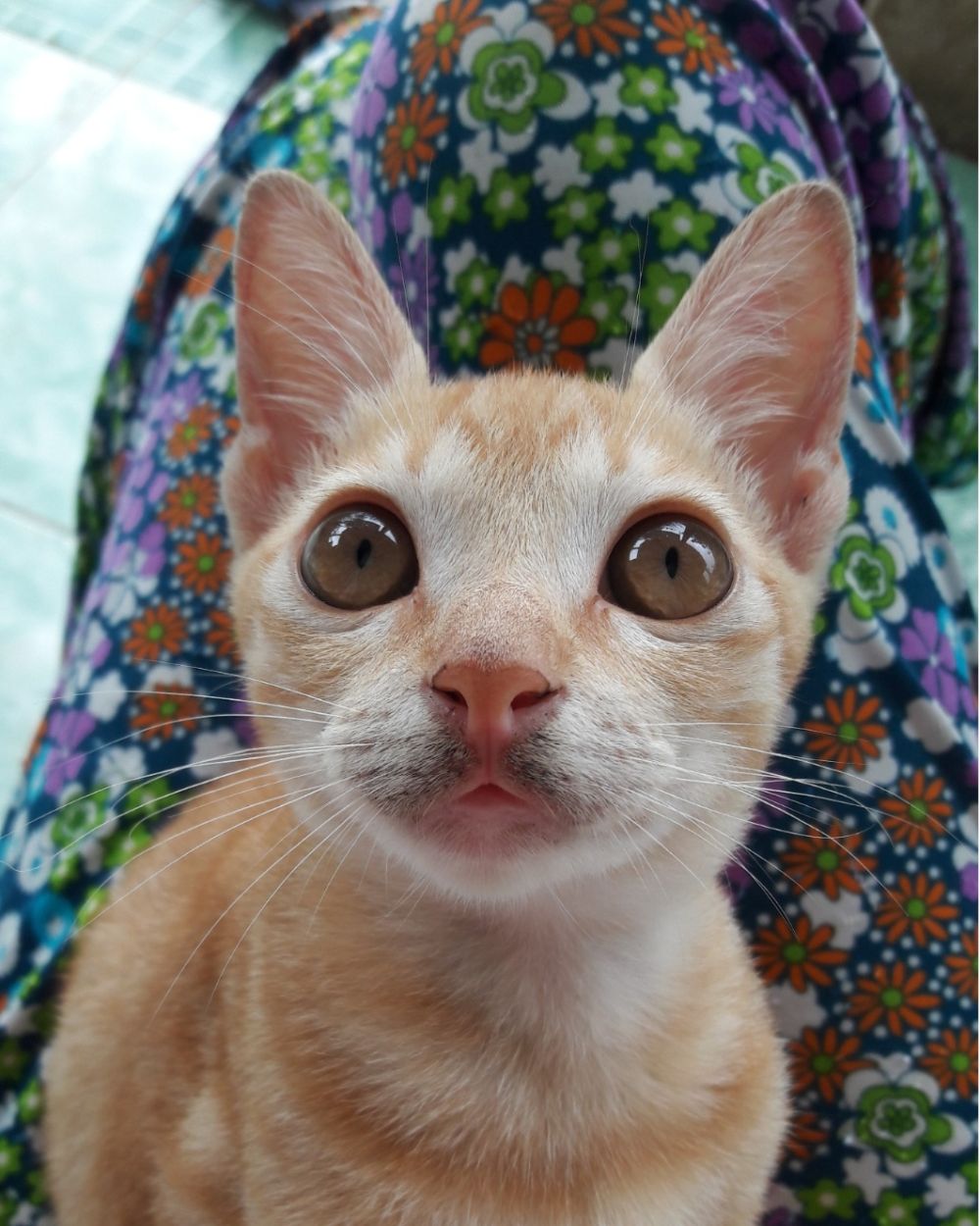 15 Foto Nyeleneh Kucing Oren, Gak Selalu Galak