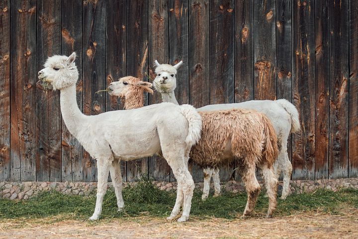 5 Fakta Famili Camelidae, Bukan Hanya Unta