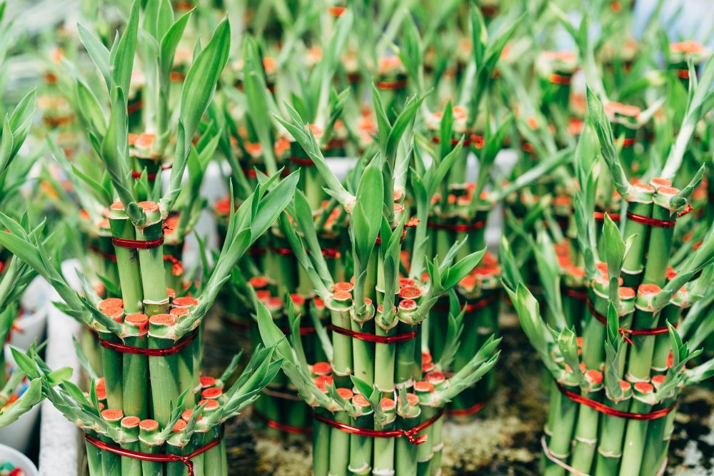 10 Tanaman Hias Unik untuk Percantik Ruang Tamu saat Lebaran