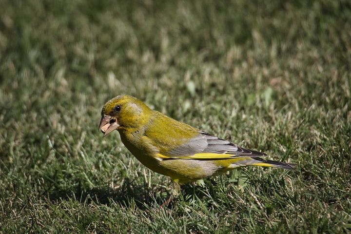 5 Makanan Kesukaan Burung Kutilang, Sehat dan Bikin Aktif