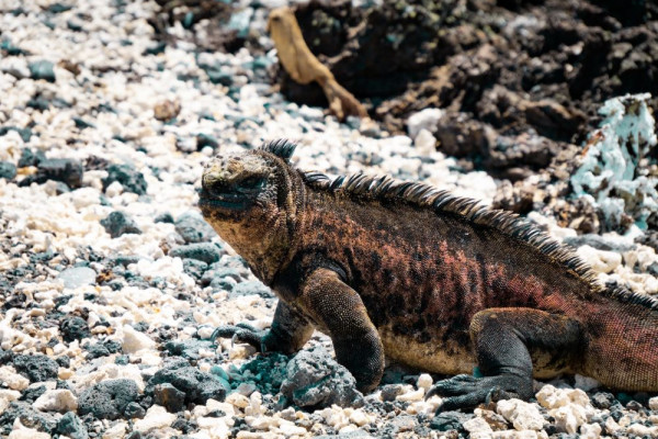 6 Fakta Menakjubkan Iguana Laut, Bersinnya Bisa Keluar Garam