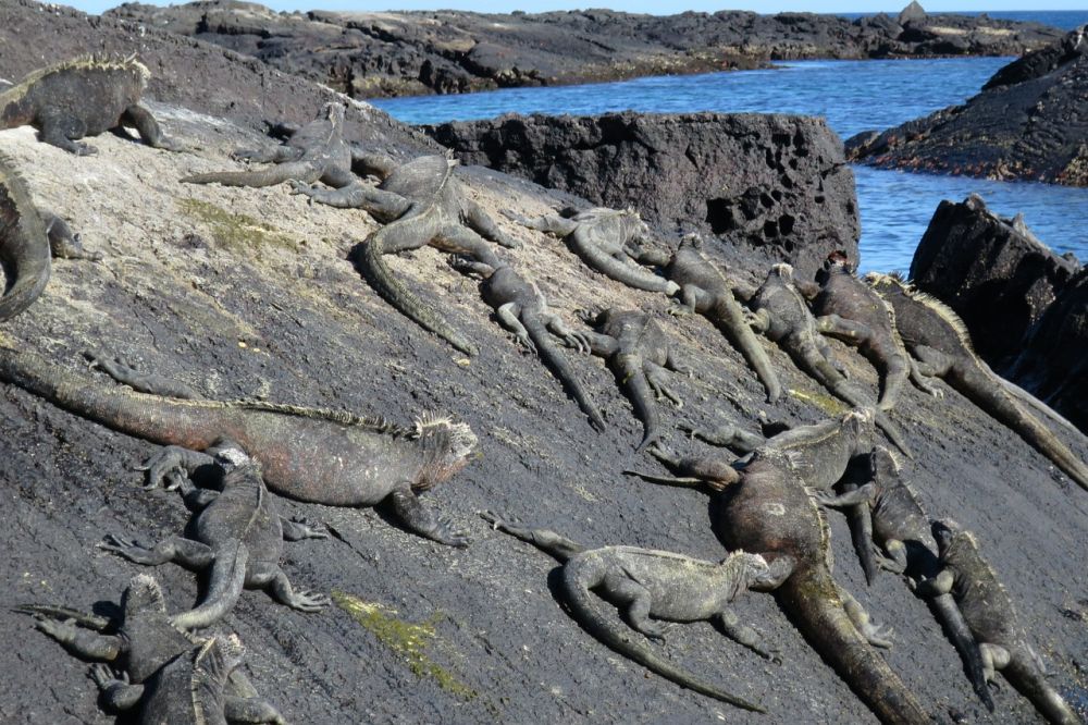6 Fakta Menakjubkan Iguana Laut, Bersinnya Bisa Keluar Garam