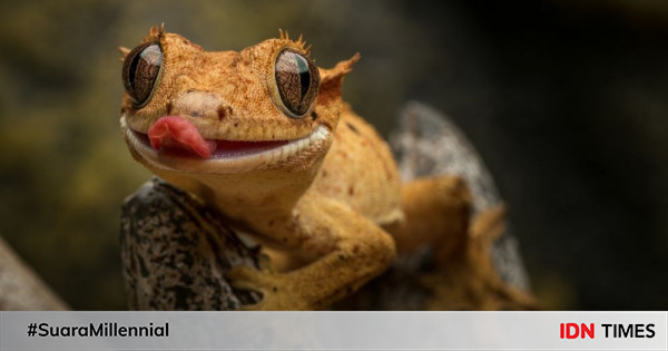 11 Fakta Menakjubkan tentang Tokek, Reptil yang Mudah Stres