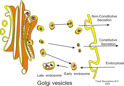 5 Fakta Tentang Badan Golgi, Tempat Ekskresi Sel di Dalam Tubuh