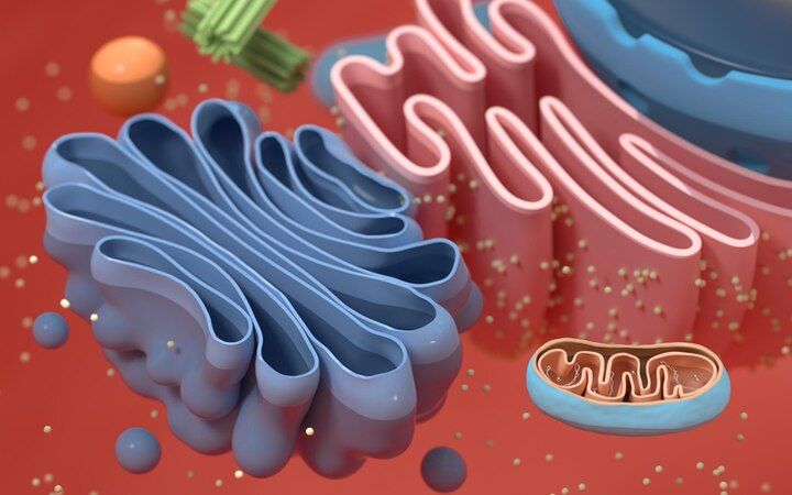 5 Fakta Tentang Badan Golgi, Tempat Ekskresi Sel di Dalam Tubuh