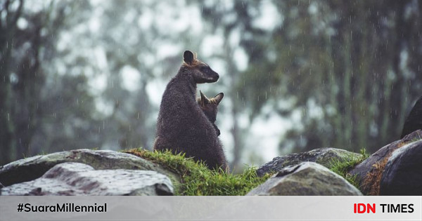 5 Fakta Ordo Marsupialia, Kelompok Hewan Berkantung