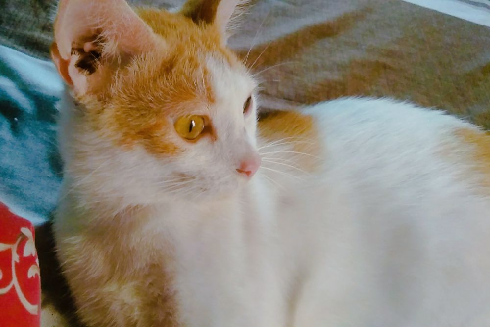 9 Tip Hasilkan Foto Kucing yang Memukau, Cukup Pakai Kamera HP
