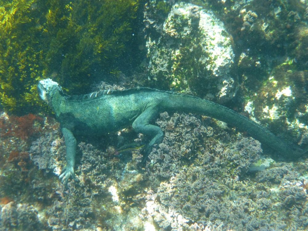 6 Fakta Menakjubkan Iguana Laut, Bersinnya Bisa Keluar Garam