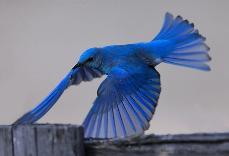 5 Fakta Menarik Mountain Bluebird, Burung Berbulu Indah