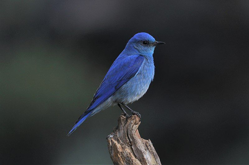 5 Fakta Menarik Mountain Bluebird, Burung Berbulu Indah