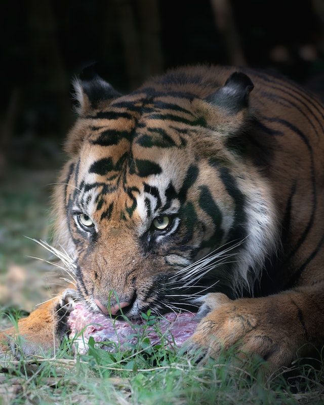 5 Fakta Unik Gigi Harimau, Senjata Mematikan Si Raja Rimba