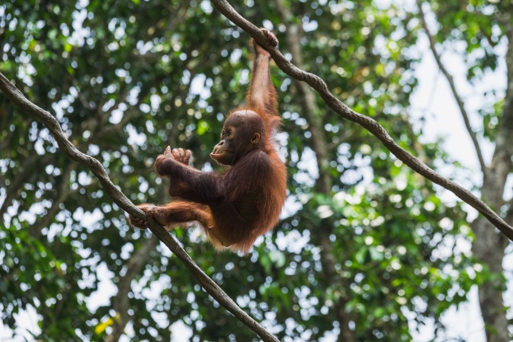Balai Gakkum Gagalkan Transaksi Jual Beli Orangutan di Langsa
