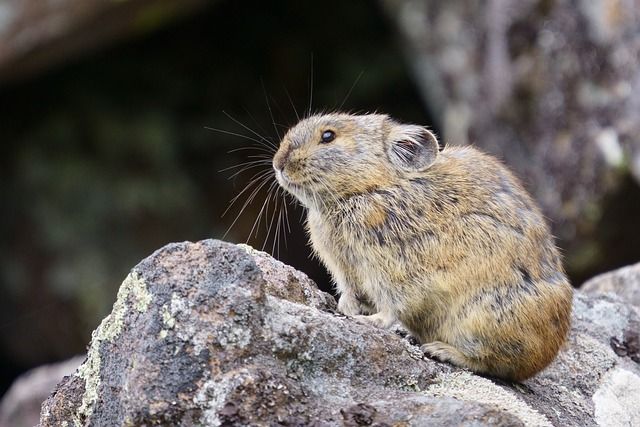 5 Fakta Ordo Lagomorpha Termasuk Kelinci Dan Pika