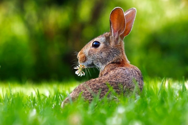 5 Fakta Ordo Lagomorpha Termasuk Kelinci Dan Pika