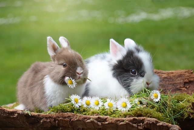 5 Fakta Ordo Lagomorpha Termasuk Kelinci Dan Pika