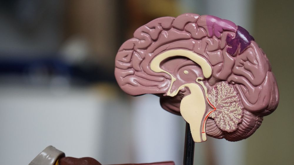 5 Fakta Menarik mengenai Aktivitas Kerja Otak Manusia