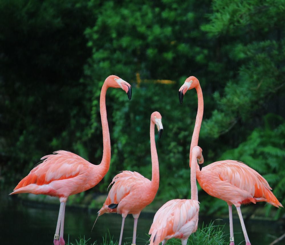 Fakta Flamingo, Burung Pink yang Suka Berdiri Satu Kaki