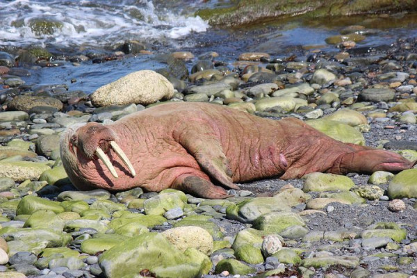 5 Makanan Favorit Walrus, Lebih Suka Hewan Kecil Ya