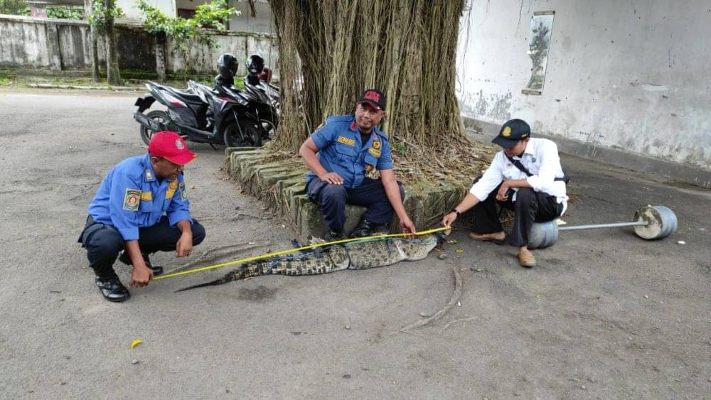 Warga Di Kediri Tangkap Buaya Muara