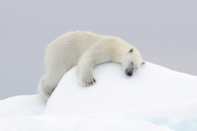 10 Fakta Sains Hewan Kutub yang Membuat Kamu Takjub