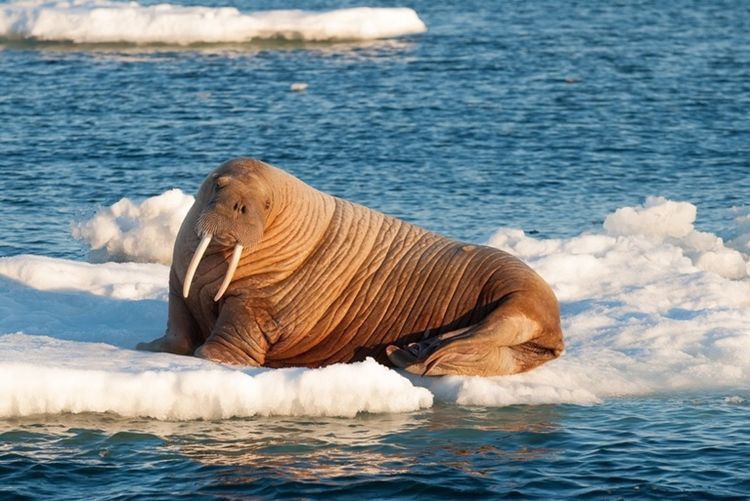 10 Fakta Sains Hewan Kutub yang Membuat Kamu Takjub