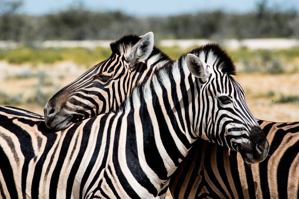 7 Hewan yang Punya Kebiasaan Tidur Unik, Salah Satunya Zebra