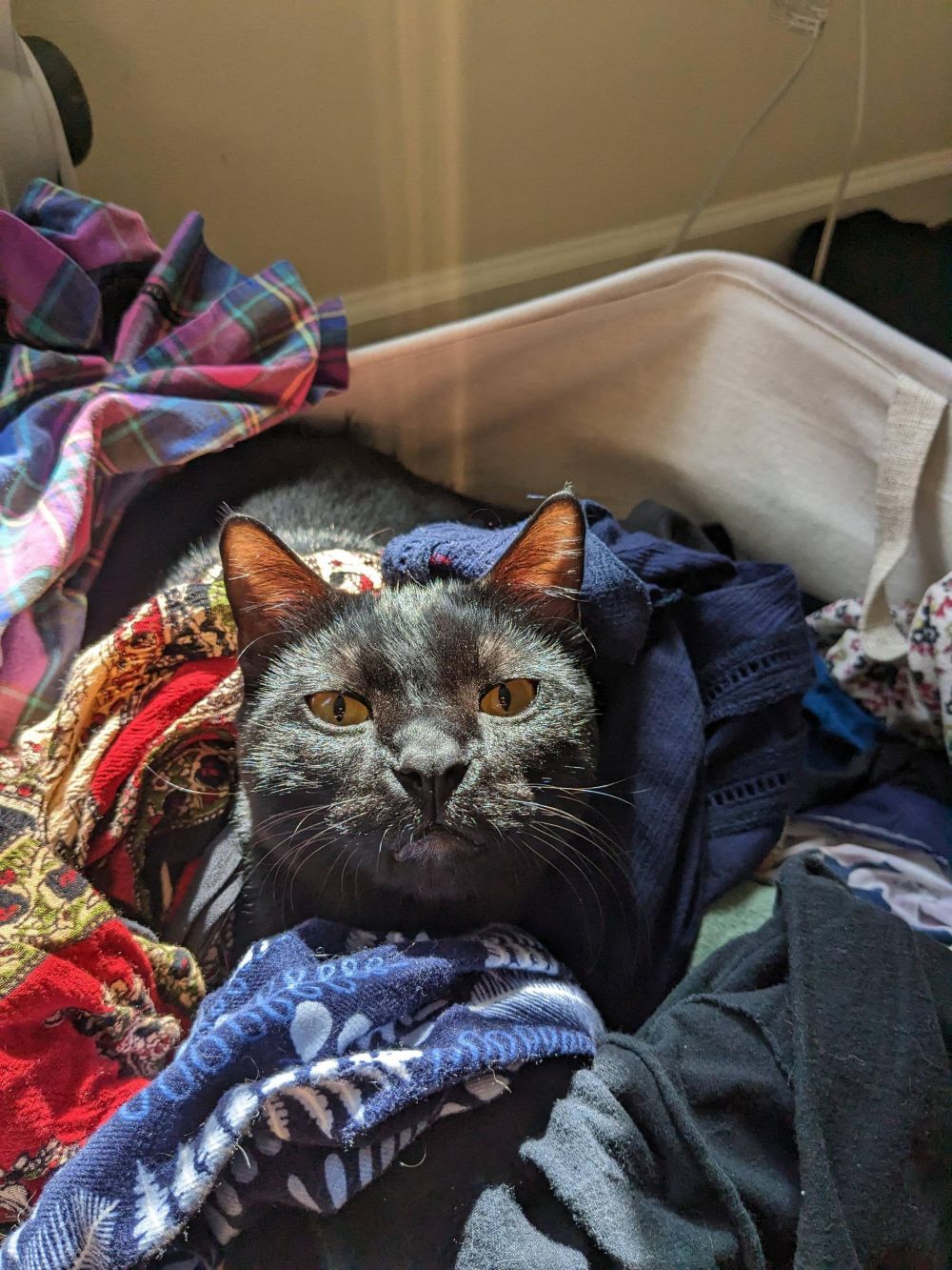 10 Potret Kucing Ganggu Majikannya Lagi Nyuci Baju, Iseng Banget!