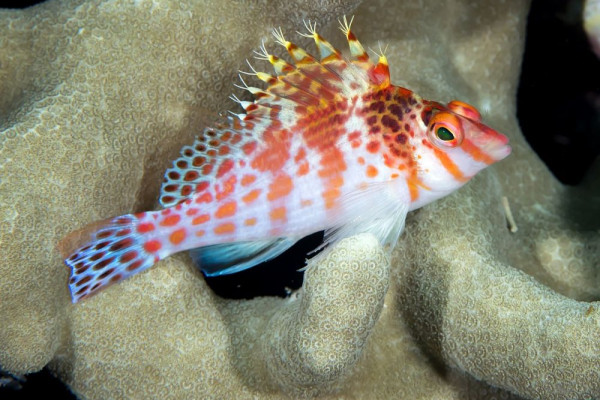 5 Fakta Famili Cirrhitidae, Hewan Hermafrodit Protogini