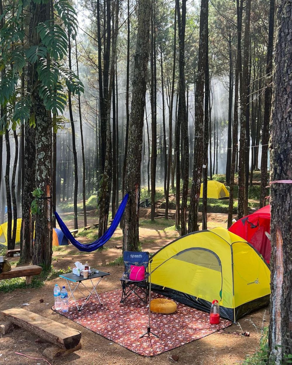 Informasi Alas Veenuz, Camping Seru di Tengah Hutan Trawas