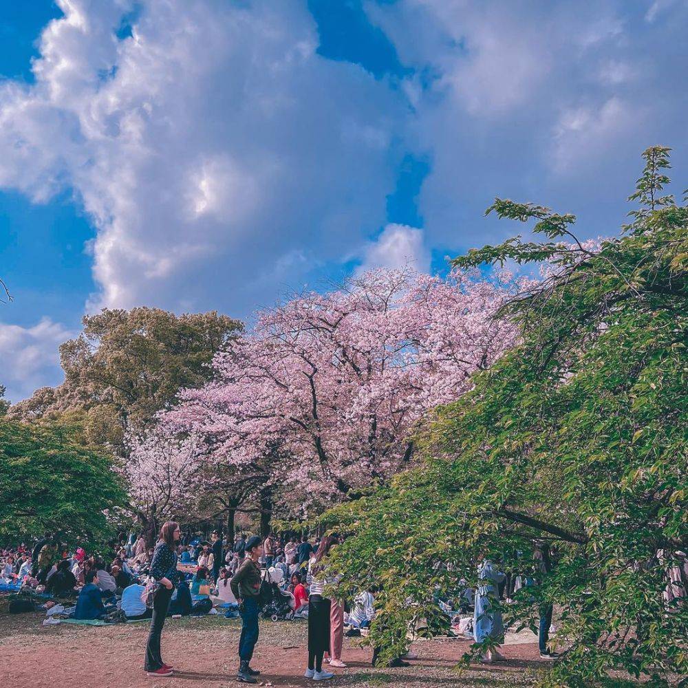 7 Wisata Gratis Di Jepang, Tetap Seru Meski Hemat Budget