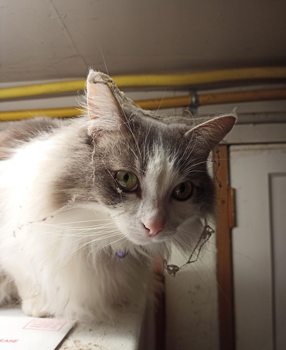 10 Momen Kocak Kucing Kena Jaring Laba-Laba, Ekspresinya Bingung