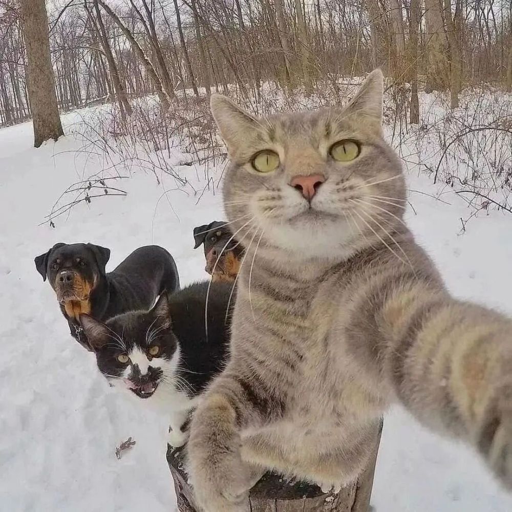 7 Gaya Selfie Kucing yang Unik dan Menghibur, Mirip Manusia!