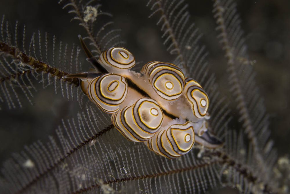 10 Spesies Siput Laut ini Punya Bentuk Unik 