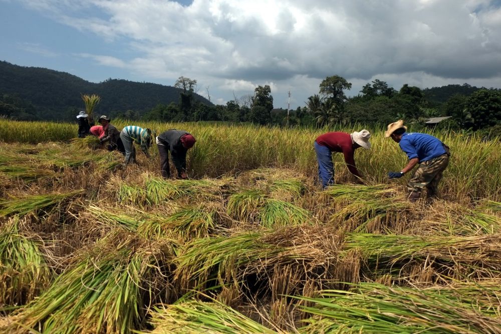 Jaga Ketahanan Pangan, Lotim Siapkan 4000 hektare Lahan Tanaman Padi