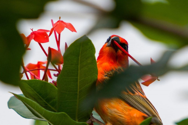 5 Hewan Endemik Kepulauan Seychelles, Banyak Spesies Burung Menawan