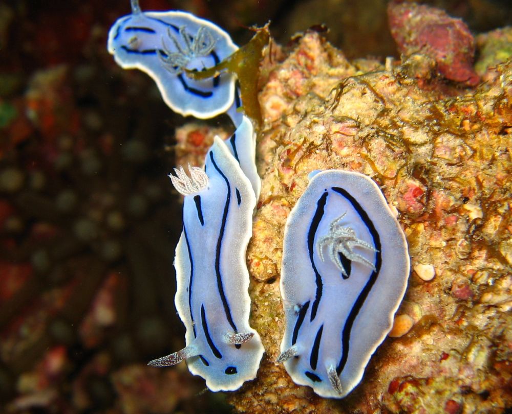 10 Spesies Siput Laut ini Punya Bentuk Unik 