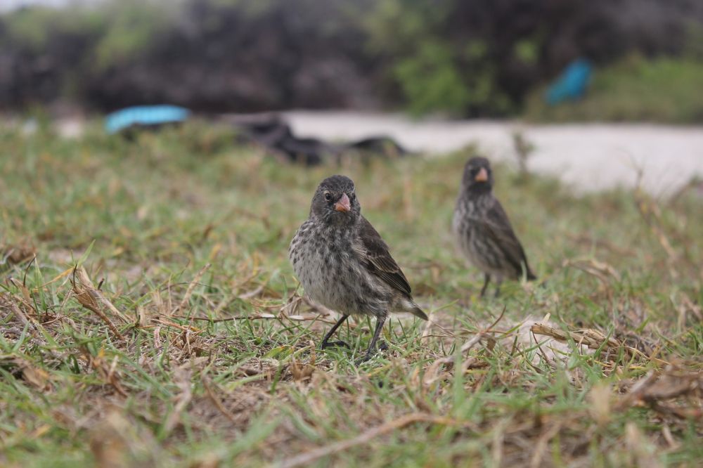 5 Hewan Endemik Kepulauan Galapagos, Ada Hewan Tertua di Daratan