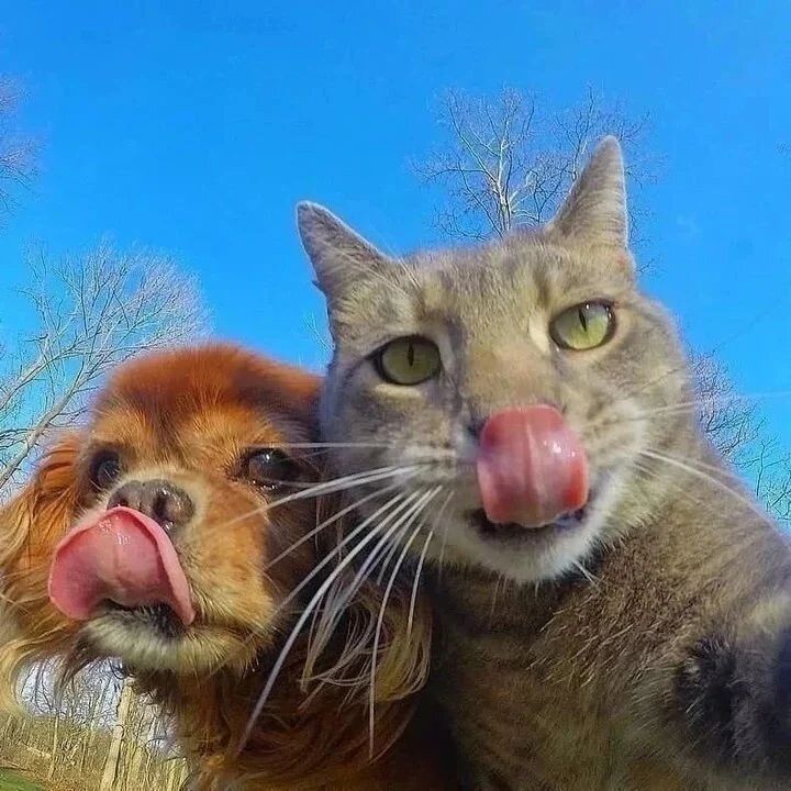 7 Gaya Selfie Kucing yang Unik dan Menghibur, Mirip Manusia!
