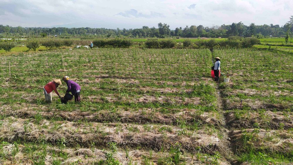 Peneliti Sebut Perputaran Uang Penjualan Cabai Lotim Capai Rp2 Triliun