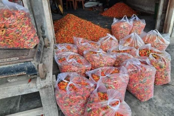 Peneliti Sebut Perputaran Uang Penjualan Cabai Lotim Capai Rp2 Triliun