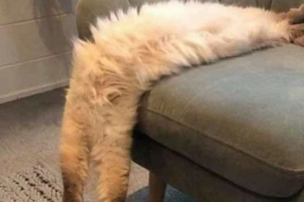 8 Foto Kocak Kucing Tidur di Sembarang Tempat, Pewe Abis!