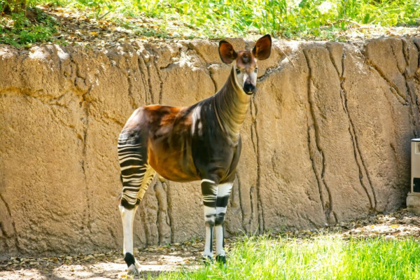 5 Fakta Okapi, Satwa Ikonik Asal Afrika Tengah yang Memikat Perhatian