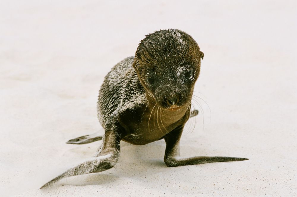 5 Hewan Endemik Kepulauan Galapagos, Ada Hewan Tertua di Daratan