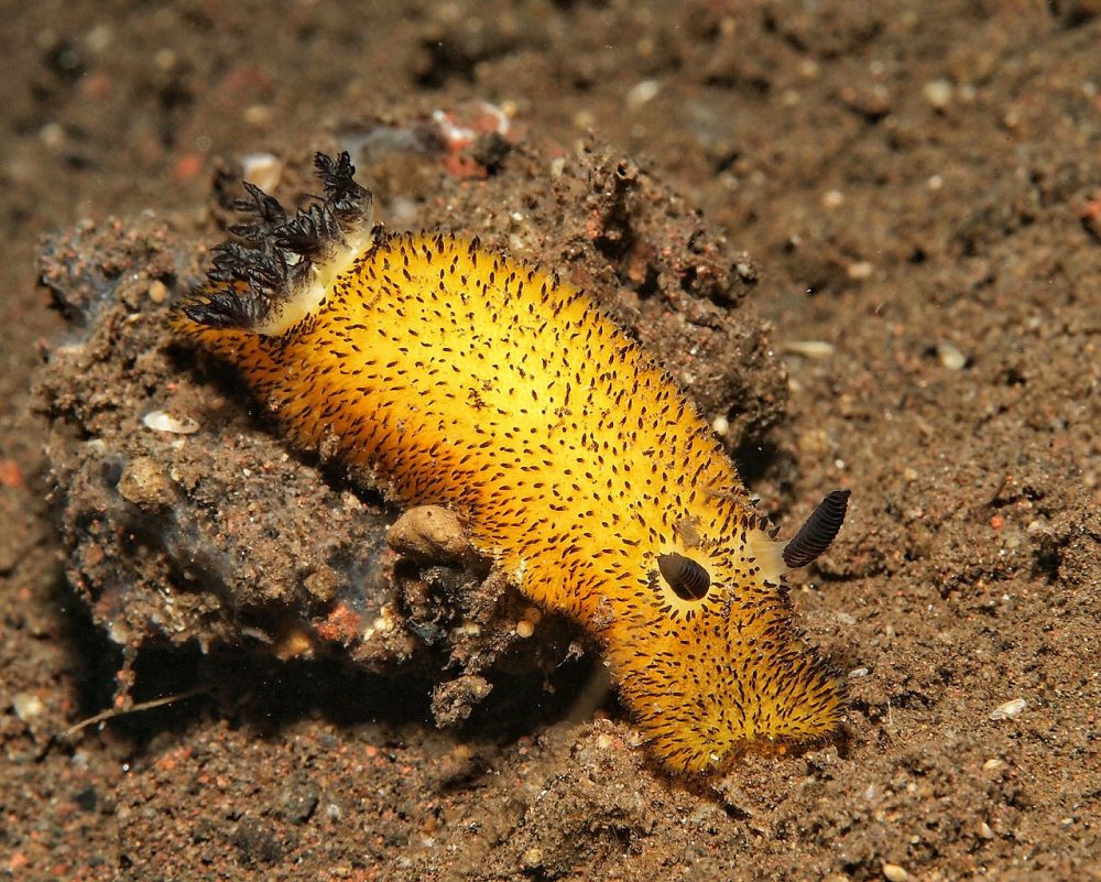 10 Spesies Siput Laut ini Punya Bentuk Unik 