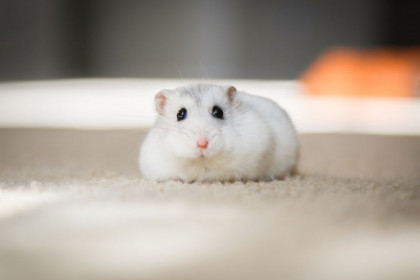 7 Fakta Menakjubkan Hamster, Mereka Dilahirkan Berlari