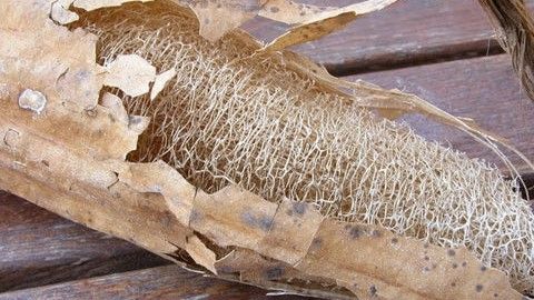 5 Alasan Mengganti Spons Dapur dengan Loofah