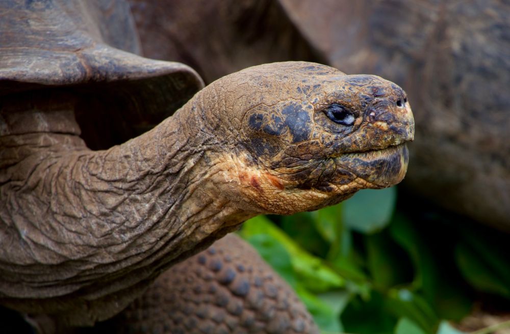 5 Hewan Endemik Kepulauan Galapagos, Ada Hewan Tertua di Daratan